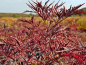 Preview: Sambucus nigra Black Lace Schwarzer Holunder